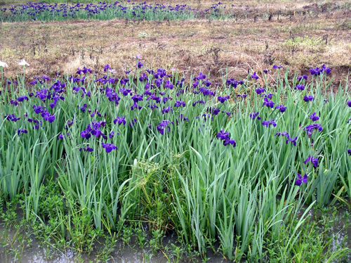 Shades of   purple Louisiana Iris  )